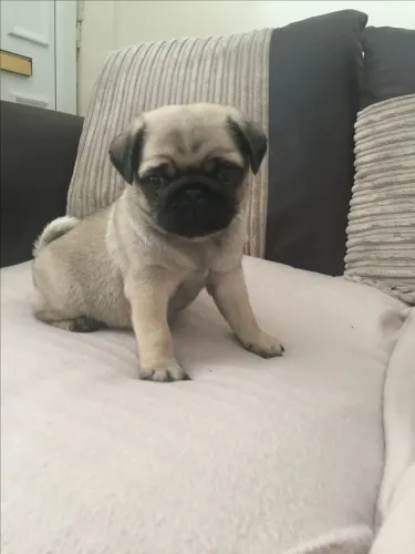Filhote de pug , gigante no amor