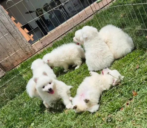 Spitz Japonês japones - mini samoeda com pedigree