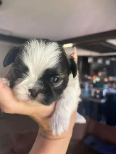 Filhotes de Shih tzu | Mini fofura disponível!