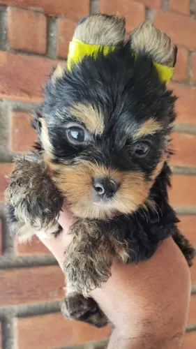 Yorkshire Filhotes Com Garantia de Saúde Vacina V10 - Retire na Loja Ou Levamos até Você