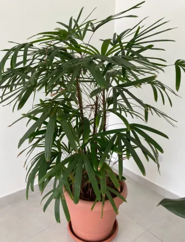 Planta Bela: Elegância e Frescor para Seu Lar!