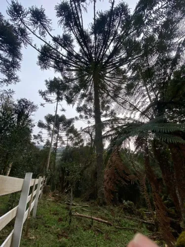 Sítio 2 hectares ( urupema SC)