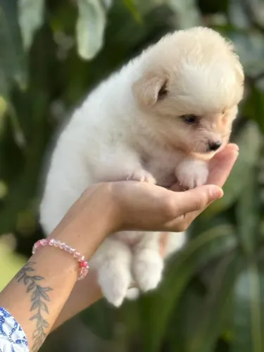 Lindo Machinho de Spitz Alemão Anão 
