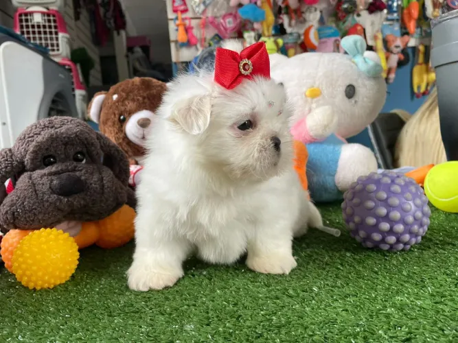 Shihtzu fêmea pelagem branca disponível 