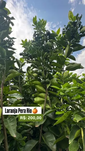 Laranja Pera Rio 