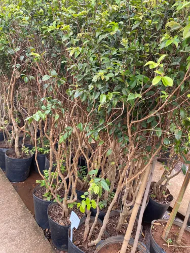 Jabuticaba híbrida 