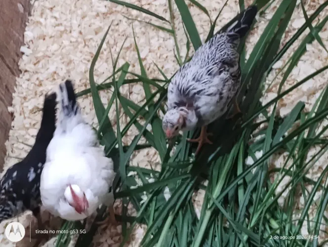 Casal de Galizés nanicos
