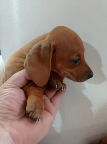 Linguicinha macho e fêmea dourados