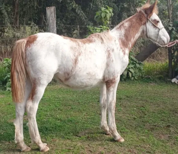 Potrinho oveiro lindo e maravilhoso