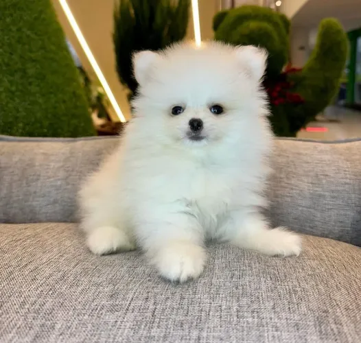 Lulu da pomerania anão