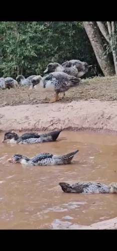 Patos jovens raça grande