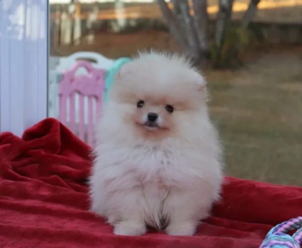 Lulu da Pomerânia anão VALOR PROMOCIONAL