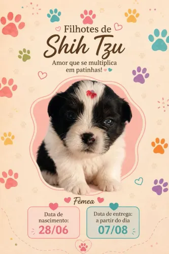 RESERVA ABERTA - FILHOTES DE SHIH TZU