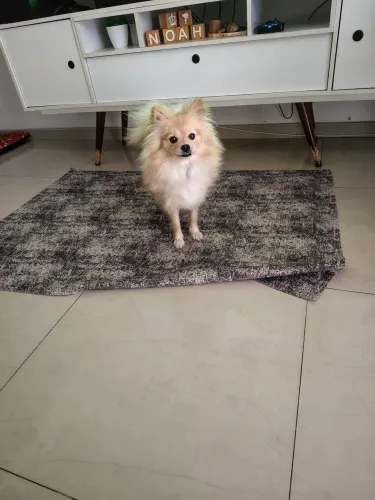 Lulu da Pomerana