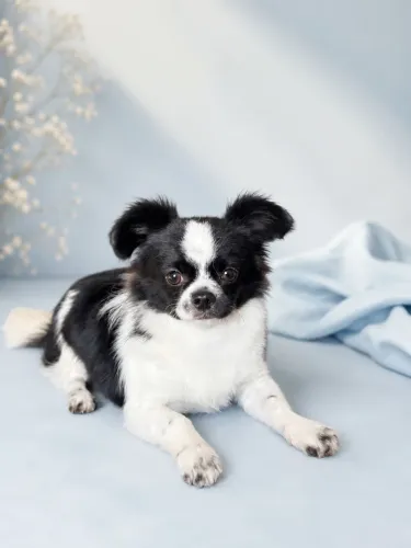 Chihuahua macho lindo e saudável?