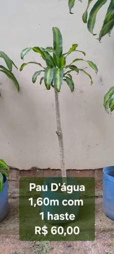 Planta Pau D'água 1,60m com 1 haste