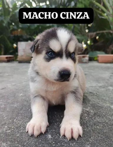 Filhote Husky Siberiano Puro