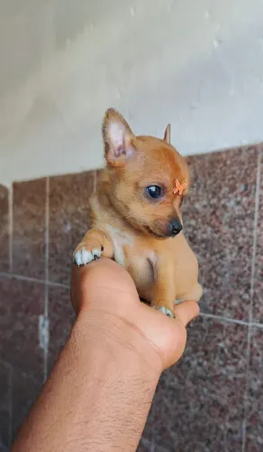 Pinscher vermifugado, 52 dias