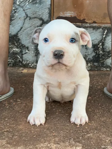 Vendo filhote macho de pit Monster Merle