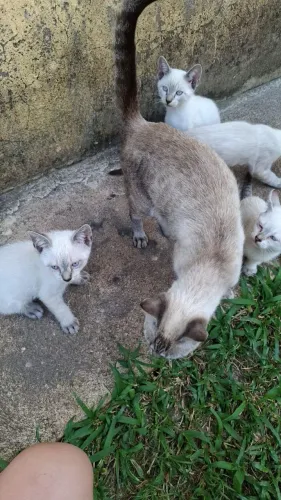 Estou doando esses gatinhos siamês
