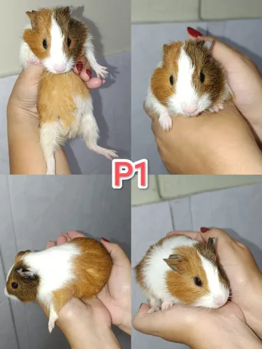 Porquinho da índia filhotes