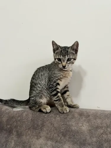 Gatinho filhote para adoção responsável