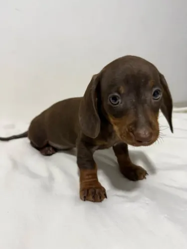 Dachshund Fêmea (Salsicha)