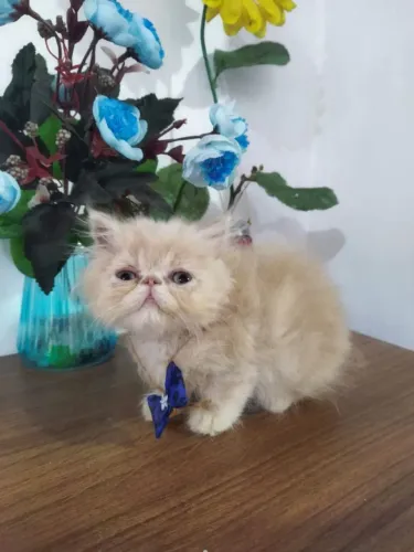 Gatinhos persas negativados  e vacinados