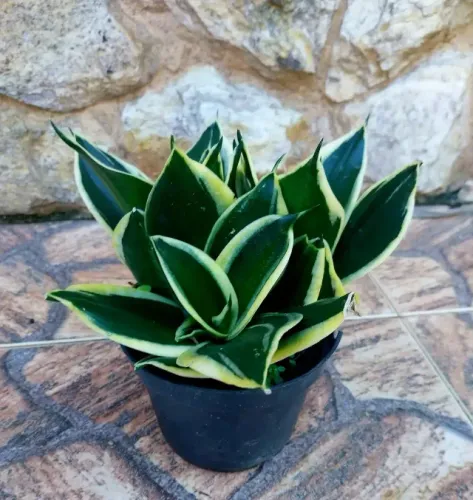 Plantas Muda Sansevieria Trifasciata