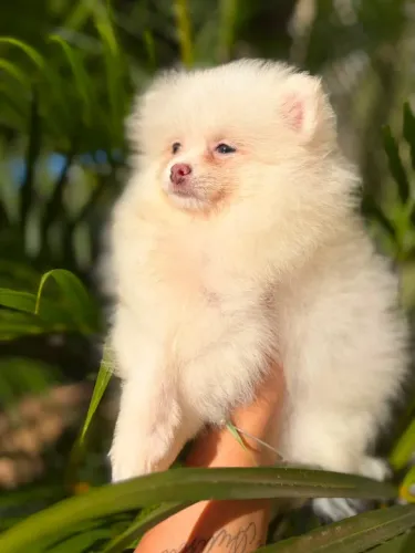 Lulu-da-Pomerânia super peludos e pequenos!!