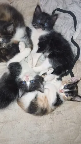 DOAÇÃO DE GATOS FILHOTE 