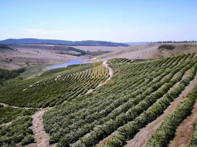 FAZENDA PRODUTIVA DE CAFÉ 970 HECTARES | ALTO PADRÃO ESTRUTURAL | PORTEIRA FECHADA