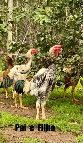 Galo índio gigante 