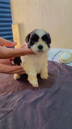 Filhotes lhasa Apso fêmeas 