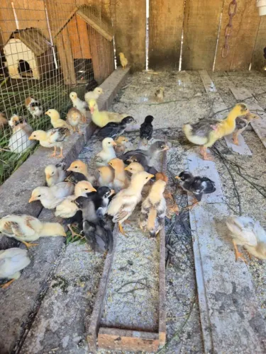 Vendo Pintinhos caipira
