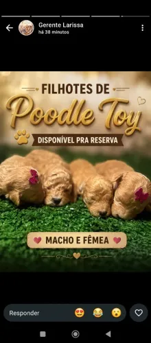 Poodle Toy champanhe machos para reserva.