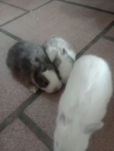 Vendo coelhos mini