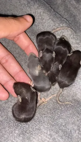 ratos Twister