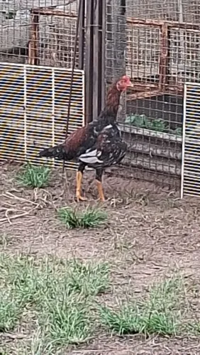 Vendo galos novos ,índio com carijo
