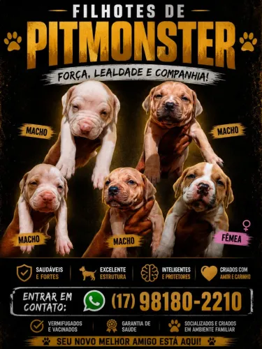 Filhotes de Pitmonster machos 