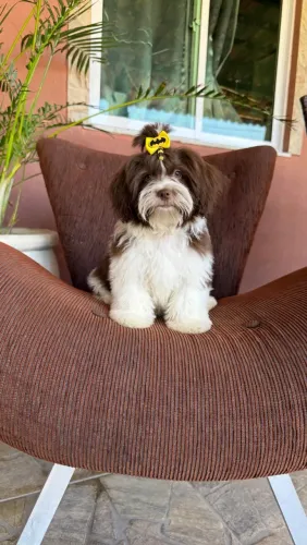 Lhasa apso machinho com ciclo de vacina completo