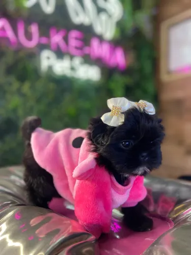 Shih tzu lindíssimo!!!