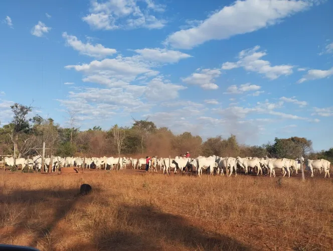 Oferta de vaga para funcionário de fazenda agropecuaria