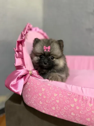 Lulu fêmea act cartão parcelo 12 x