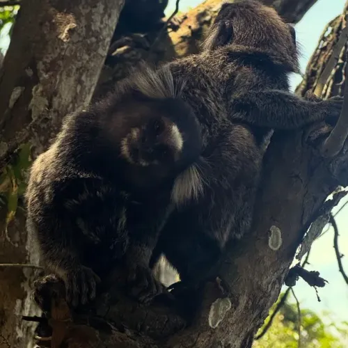 Refúgio no Bosque do Peró, Cabo Frio -RJ