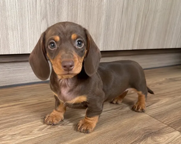 Dauchund fêmea famoso salsicha