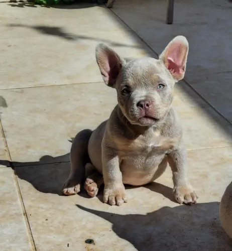 Américan Bully