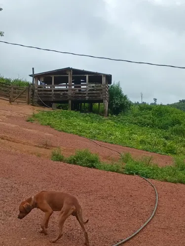 Terra de 10 alqueires em parauapebas pará