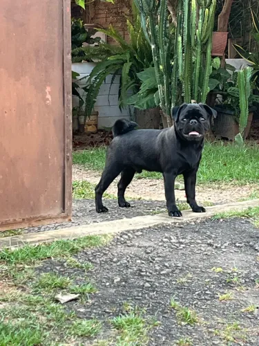 Cachorro pug macho 