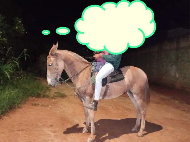Burro de marcha batida 